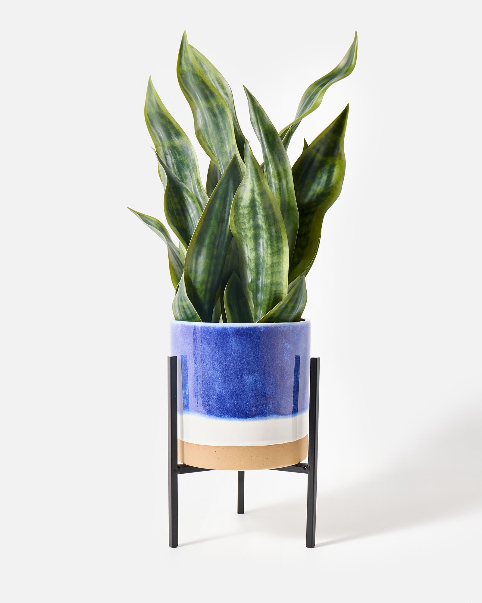 Christmasシーズン/生花ブルーバードとポポラスリース/30cm程/壁掛け Nora Blue Ceramic Standing Plant Pot Small | Oliver Bonas