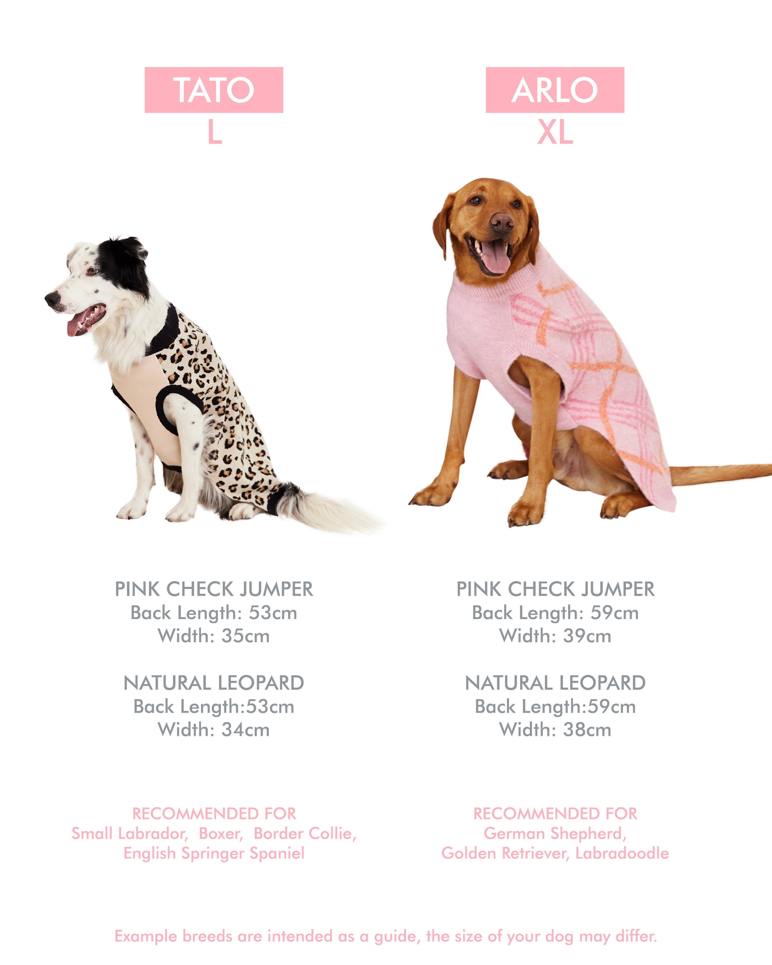 American Leopard Cur Cataloo Hound Blue Heeler Catahoula Border