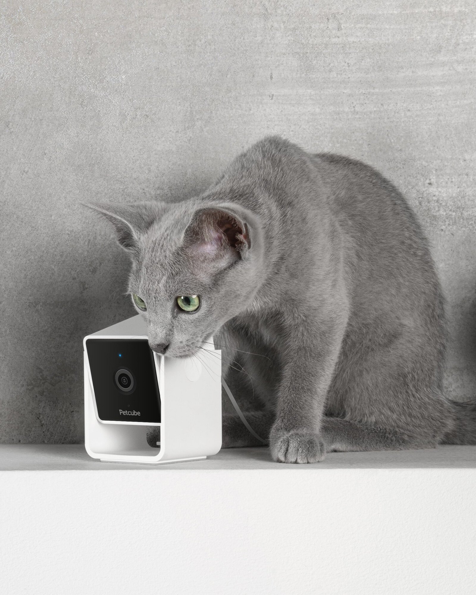 Petcube Pet Camera Oliver Bonas
